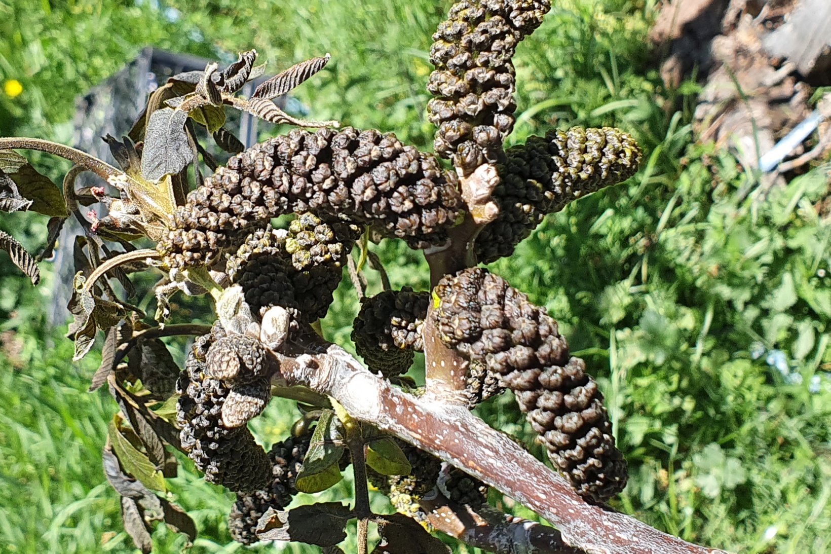 Gümüşhane’yi don vurdu 7