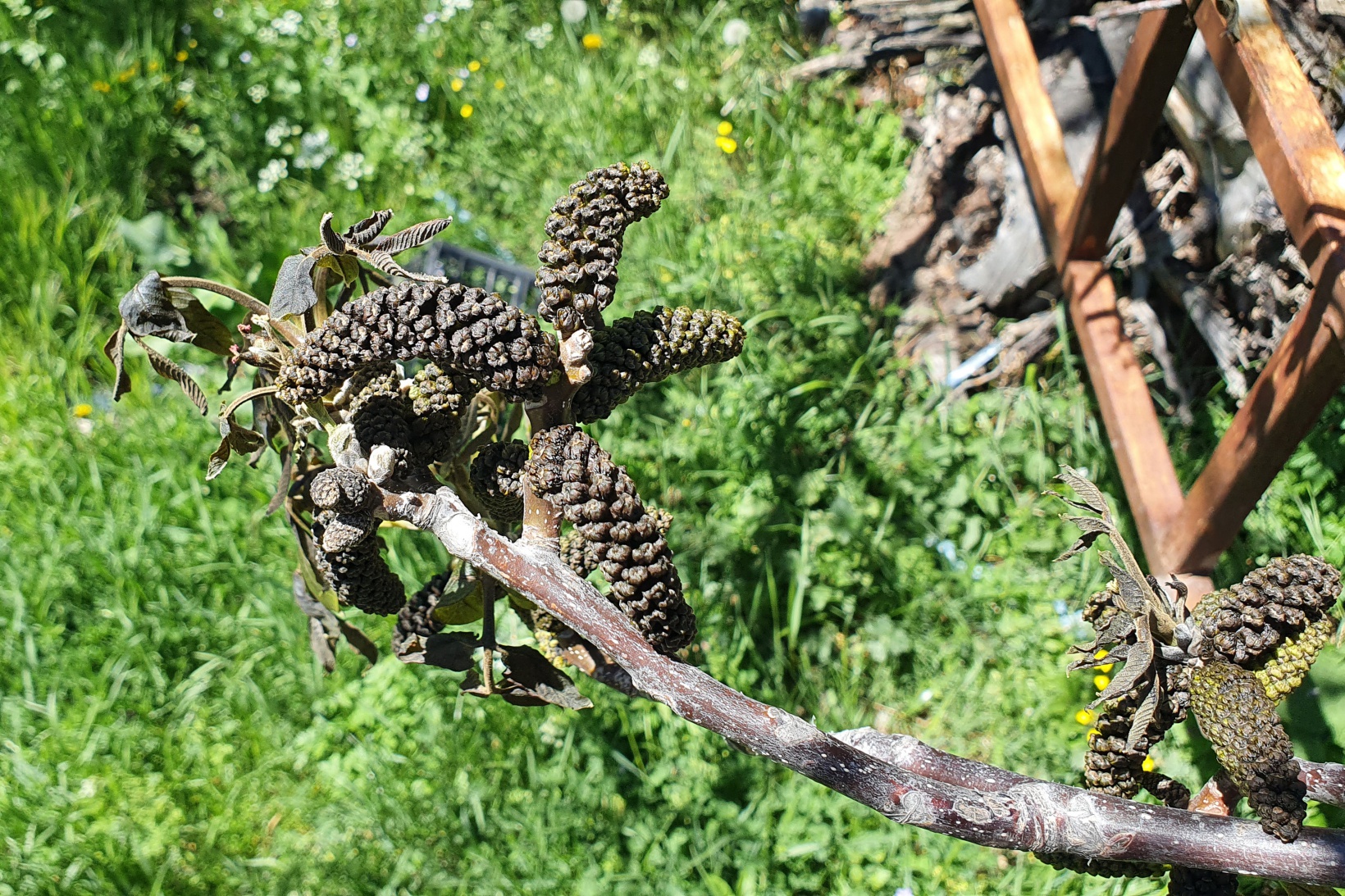 Gümüşhane’yi don vurdu 11