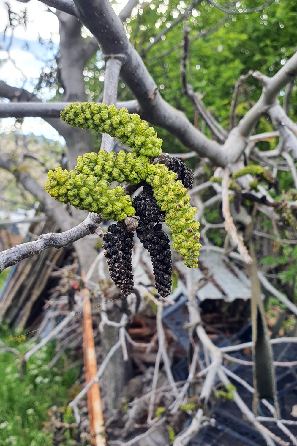 Gümüşhane’yi don vurdu 6