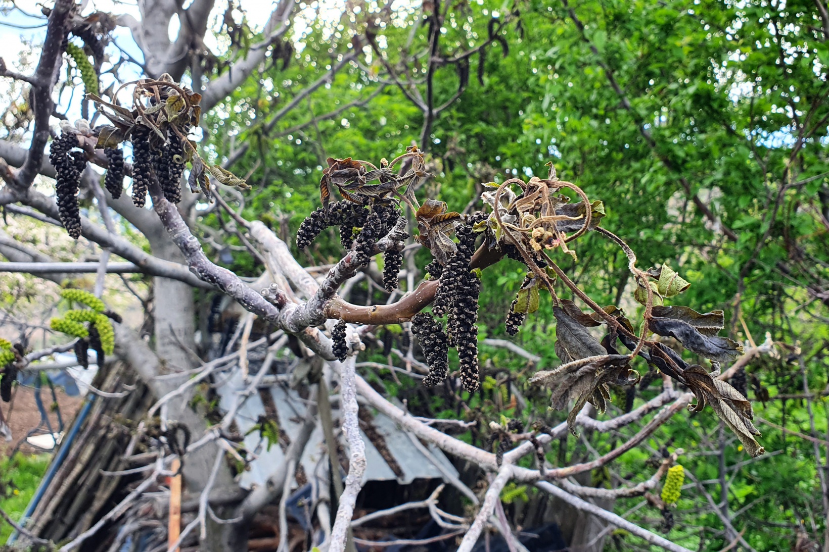 Gümüşhane’yi don vurdu 8