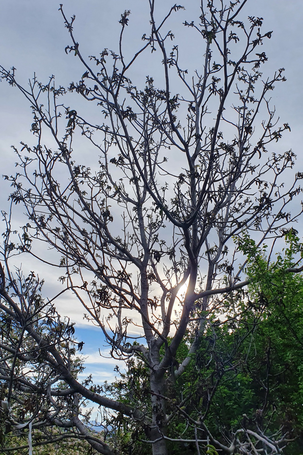 Gümüşhane’yi don vurdu 10