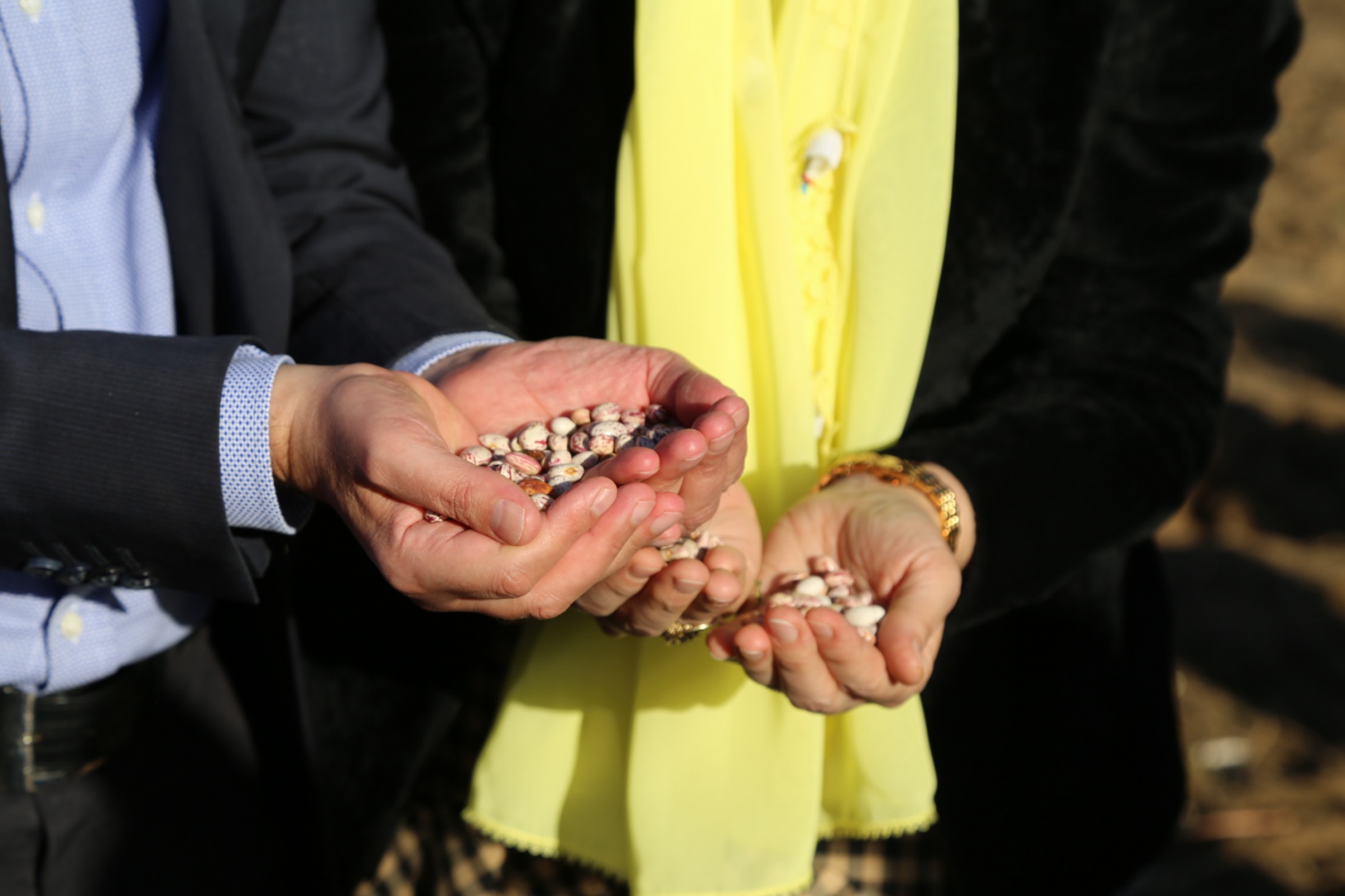 Vali Taşbilek Köse’de kuru fasulye hasadına katıldı 5