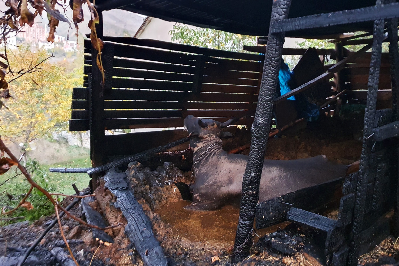 Gümüşhane’de ahır yangını 5