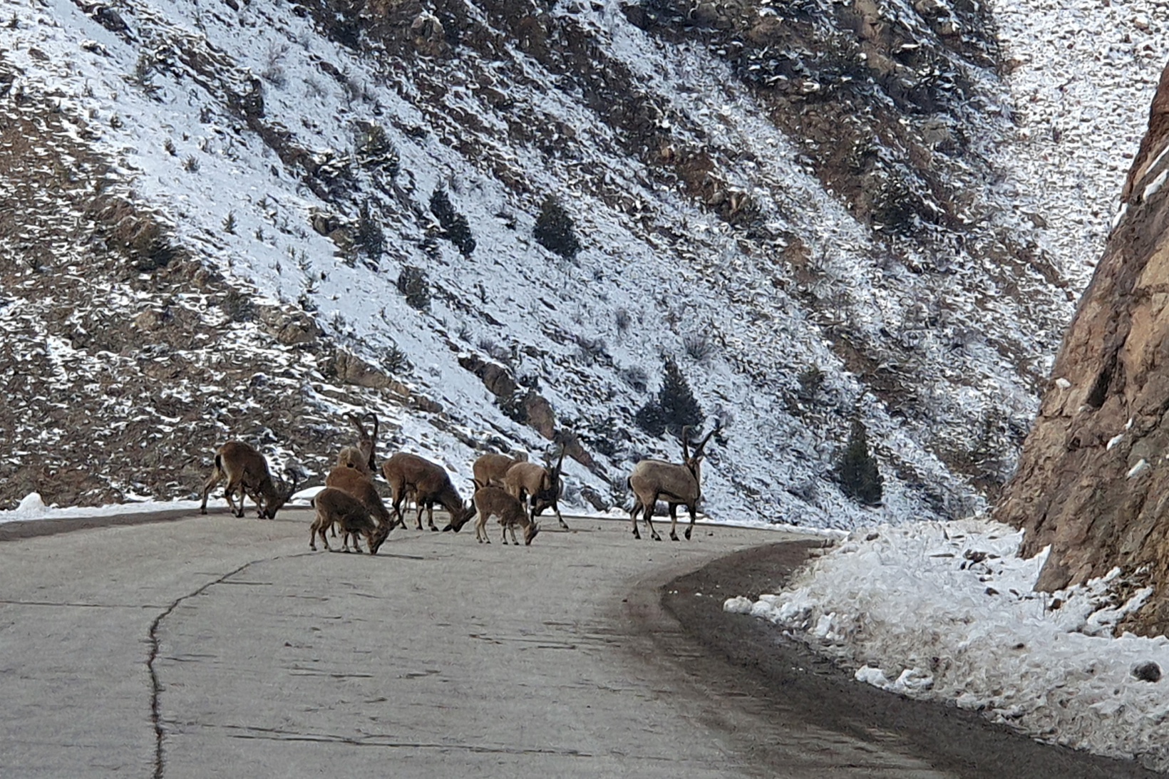 Yaban keçileri Gümüşhane dağlarını sevdi 8