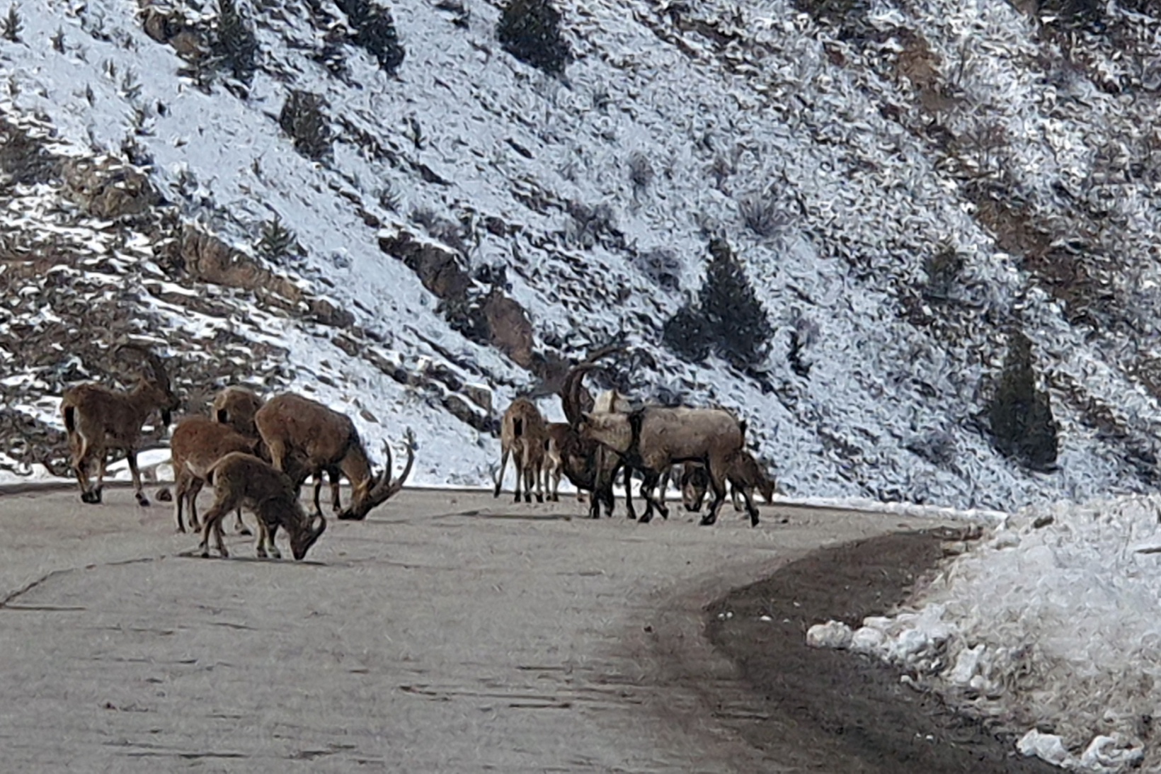 Yaban keçileri Gümüşhane dağlarını sevdi 5