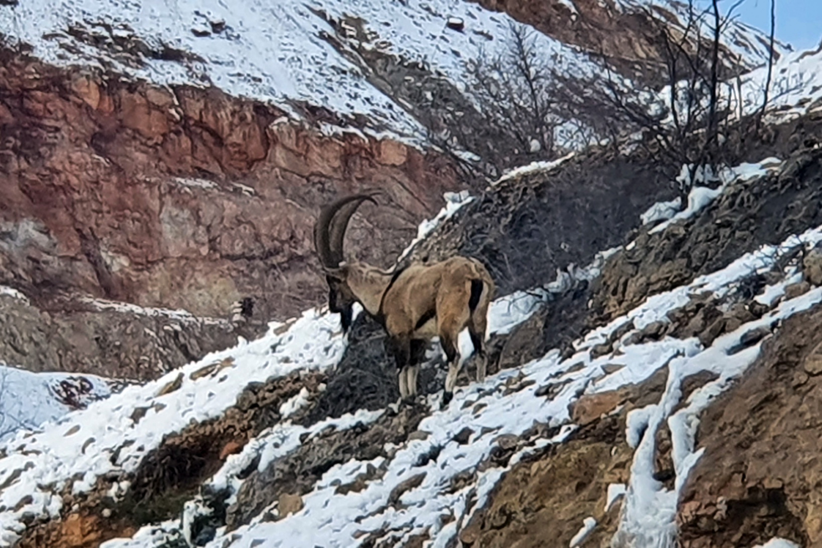 Yaban keçileri Gümüşhane dağlarını sevdi 3
