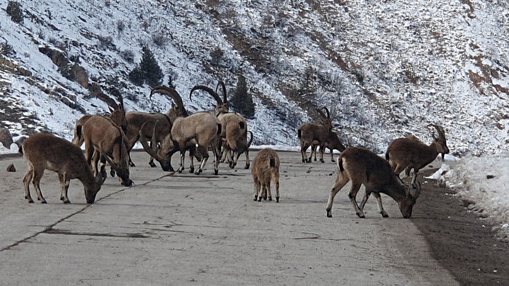 Yaban keçileri Gümüşhane dağlarını sevdi 7