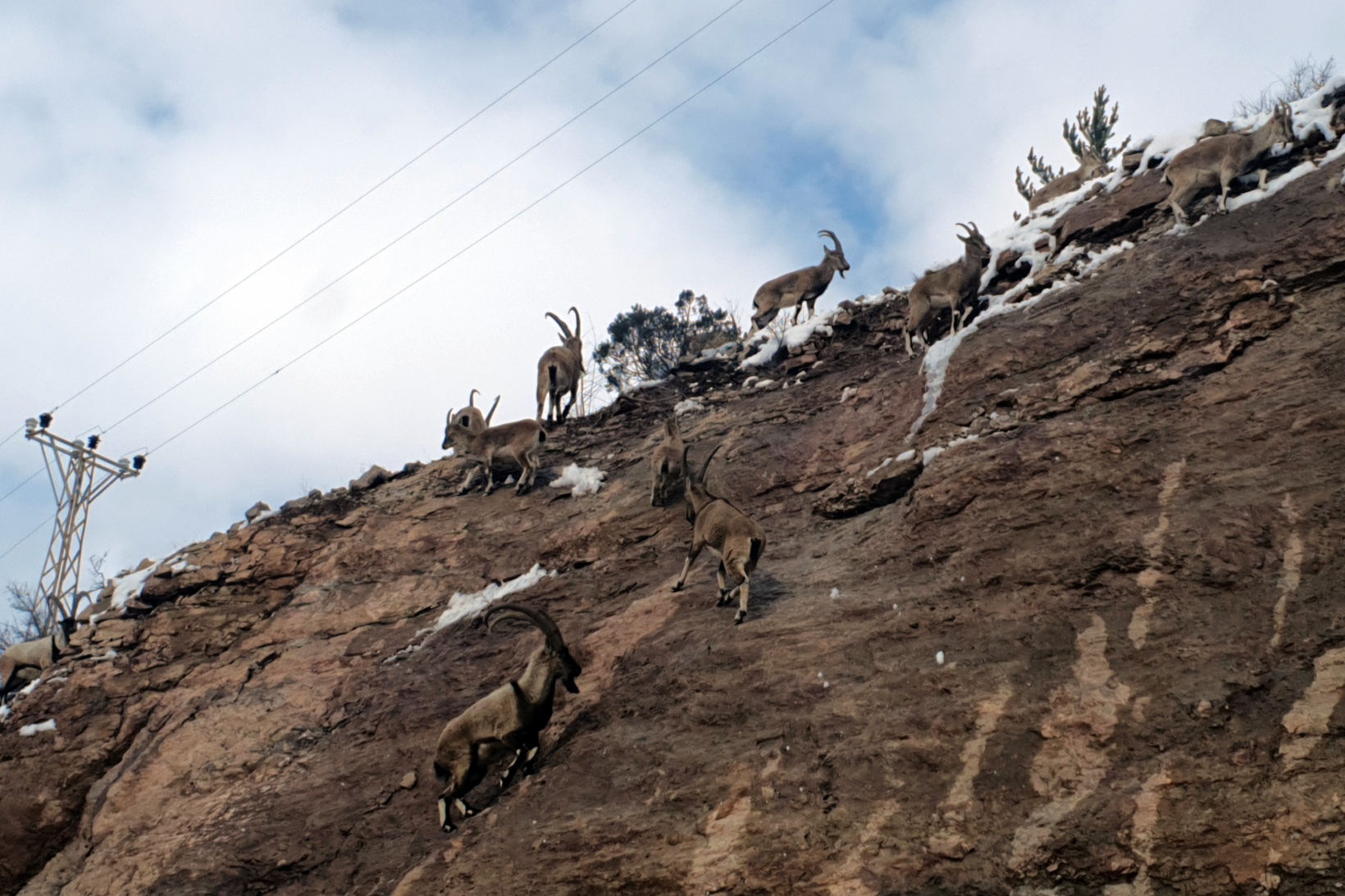 Yaban keçileri Gümüşhane dağlarını sevdi 1