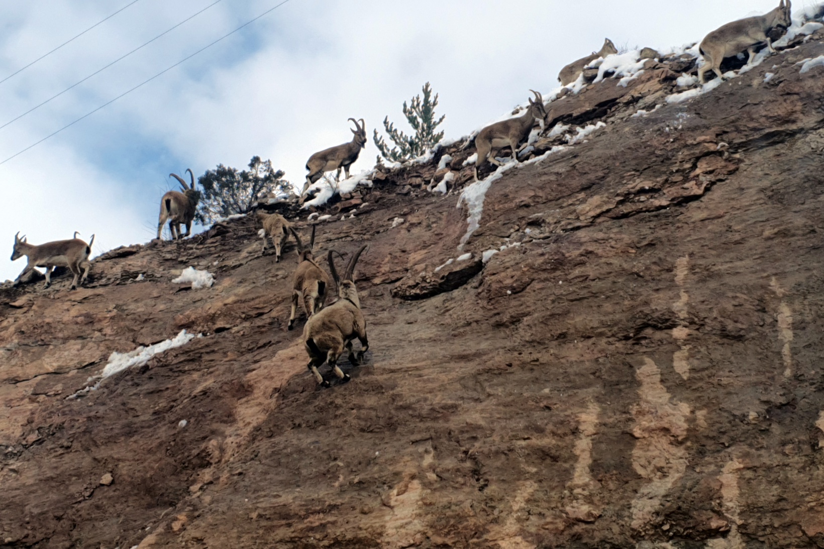 Yaban keçileri Gümüşhane dağlarını sevdi 4