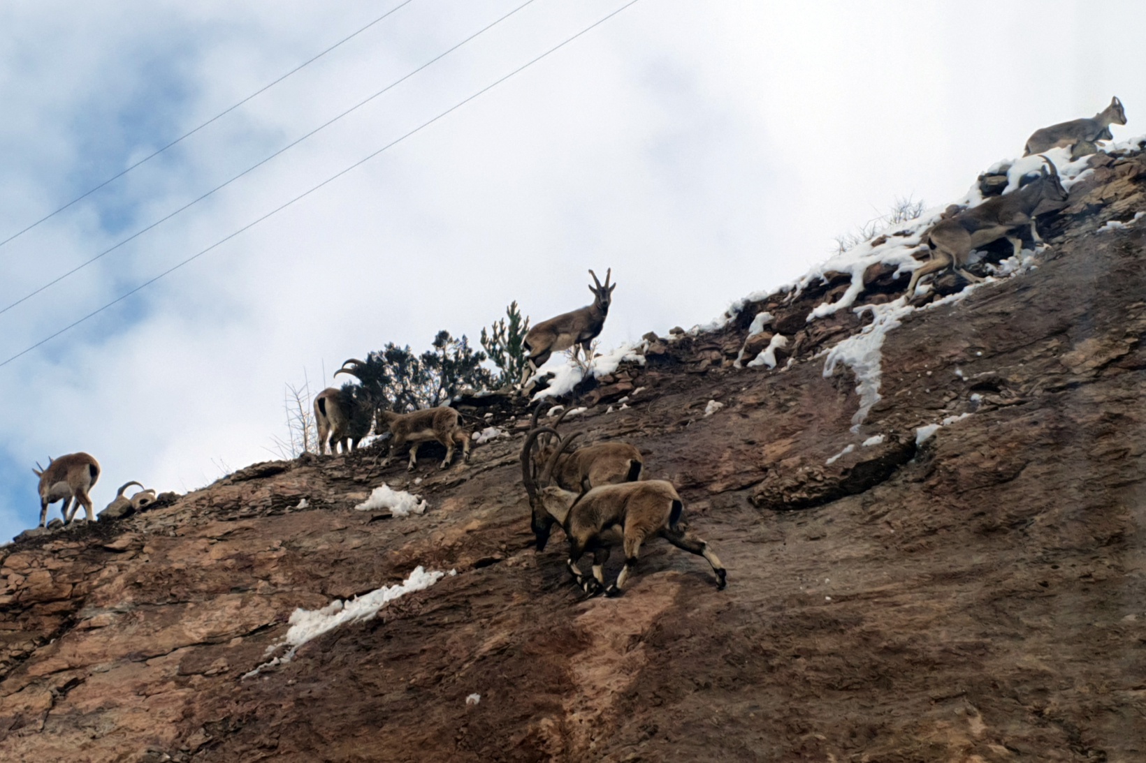Yaban keçileri Gümüşhane dağlarını sevdi 6