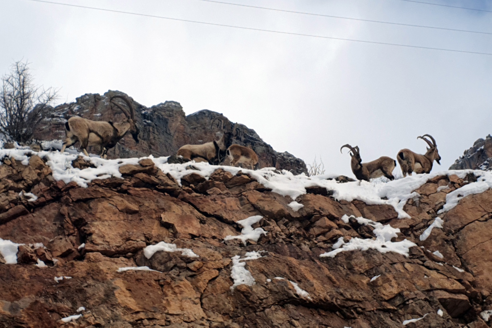 Yaban keçileri Gümüşhane dağlarını sevdi 2
