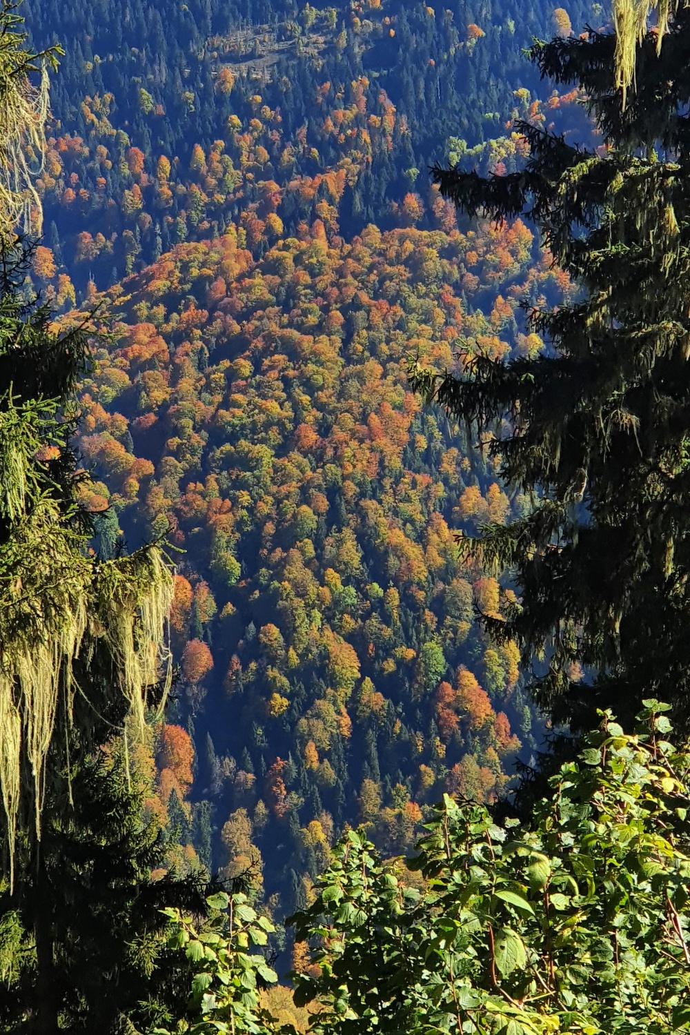 Eşsiz manzarayı görmek için canlı ağaç müzesine akın ettiler 37