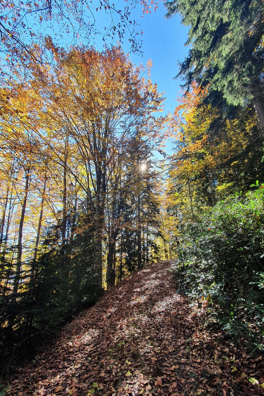 Eşsiz manzarayı görmek için canlı ağaç müzesine akın ettiler 19