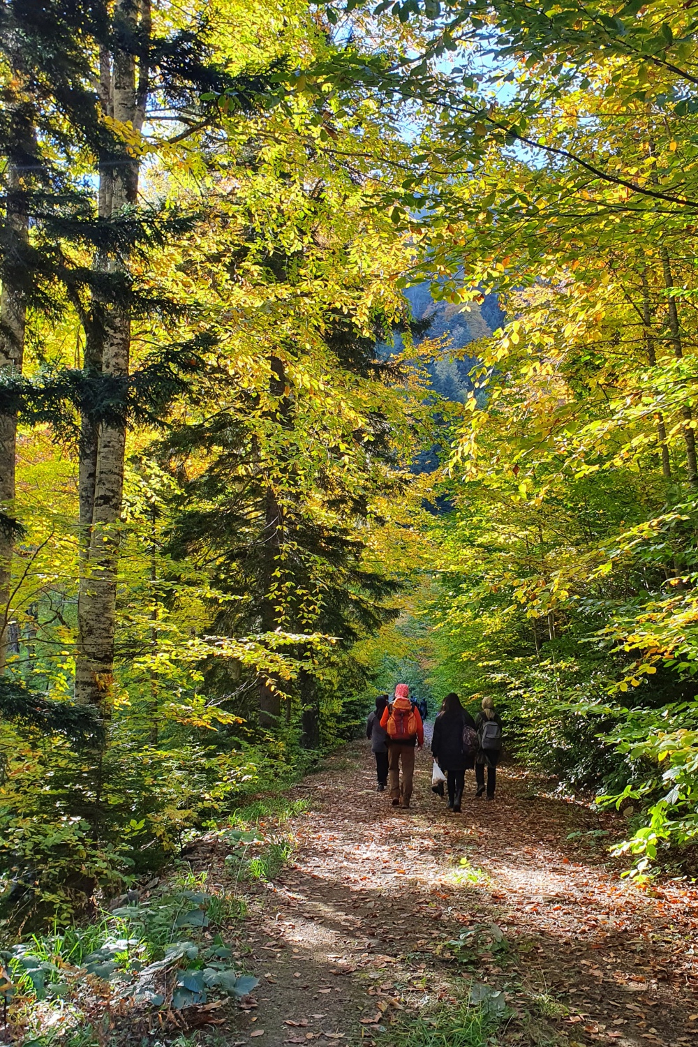 Eşsiz manzarayı görmek için canlı ağaç müzesine akın ettiler 31