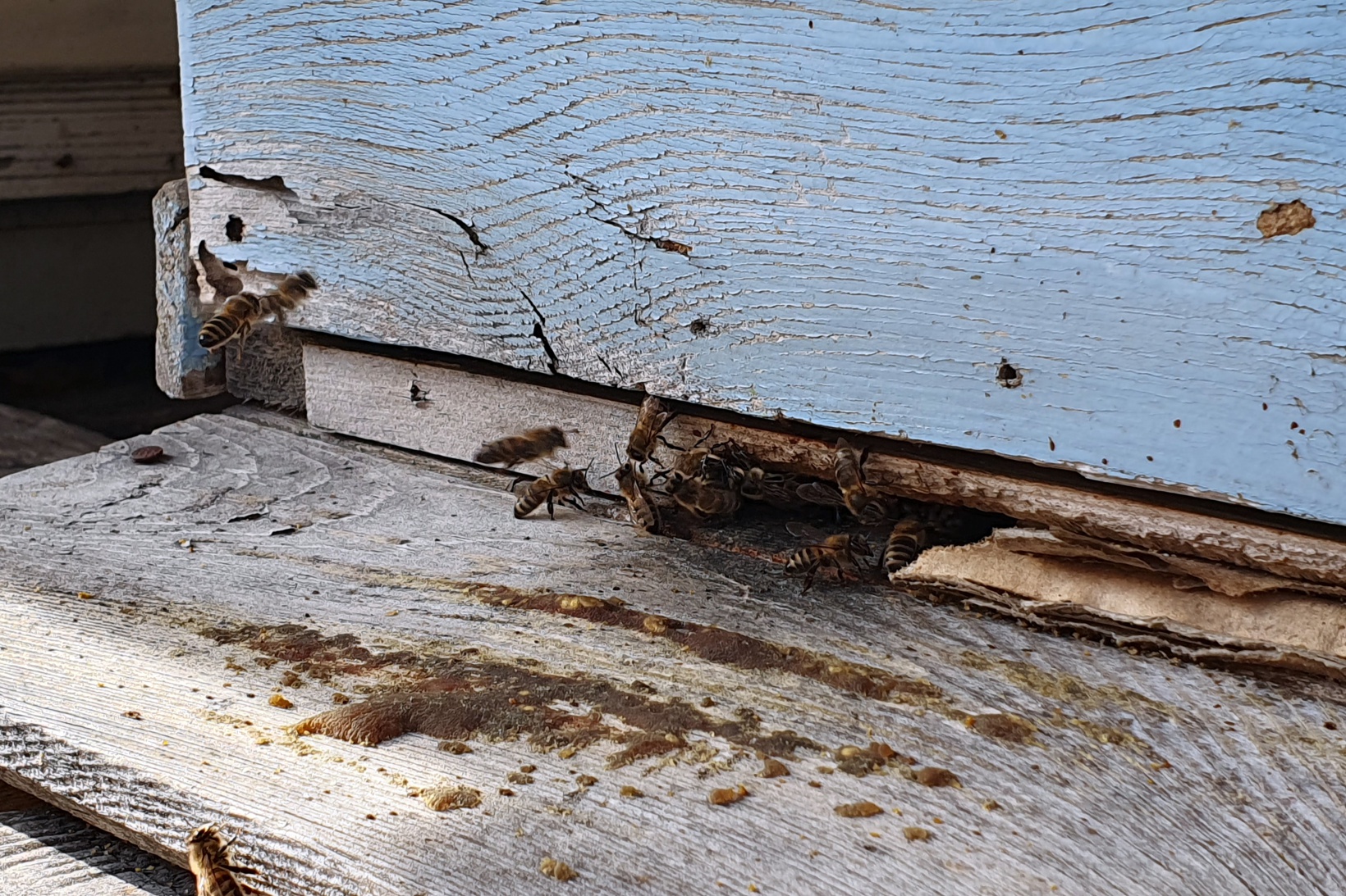 Gümüşhane’de kuraklık arıların dengesini değiştirdi 5