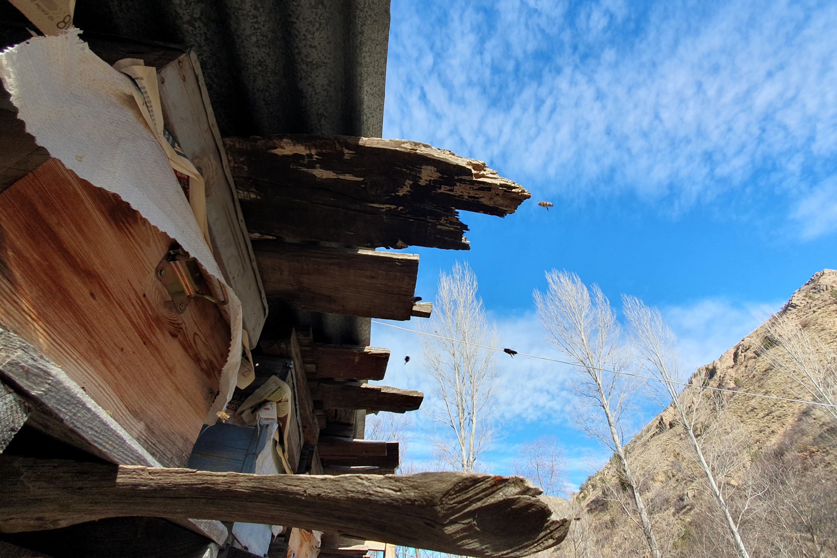 Gümüşhane’de kuraklık arıların dengesini değiştirdi 8