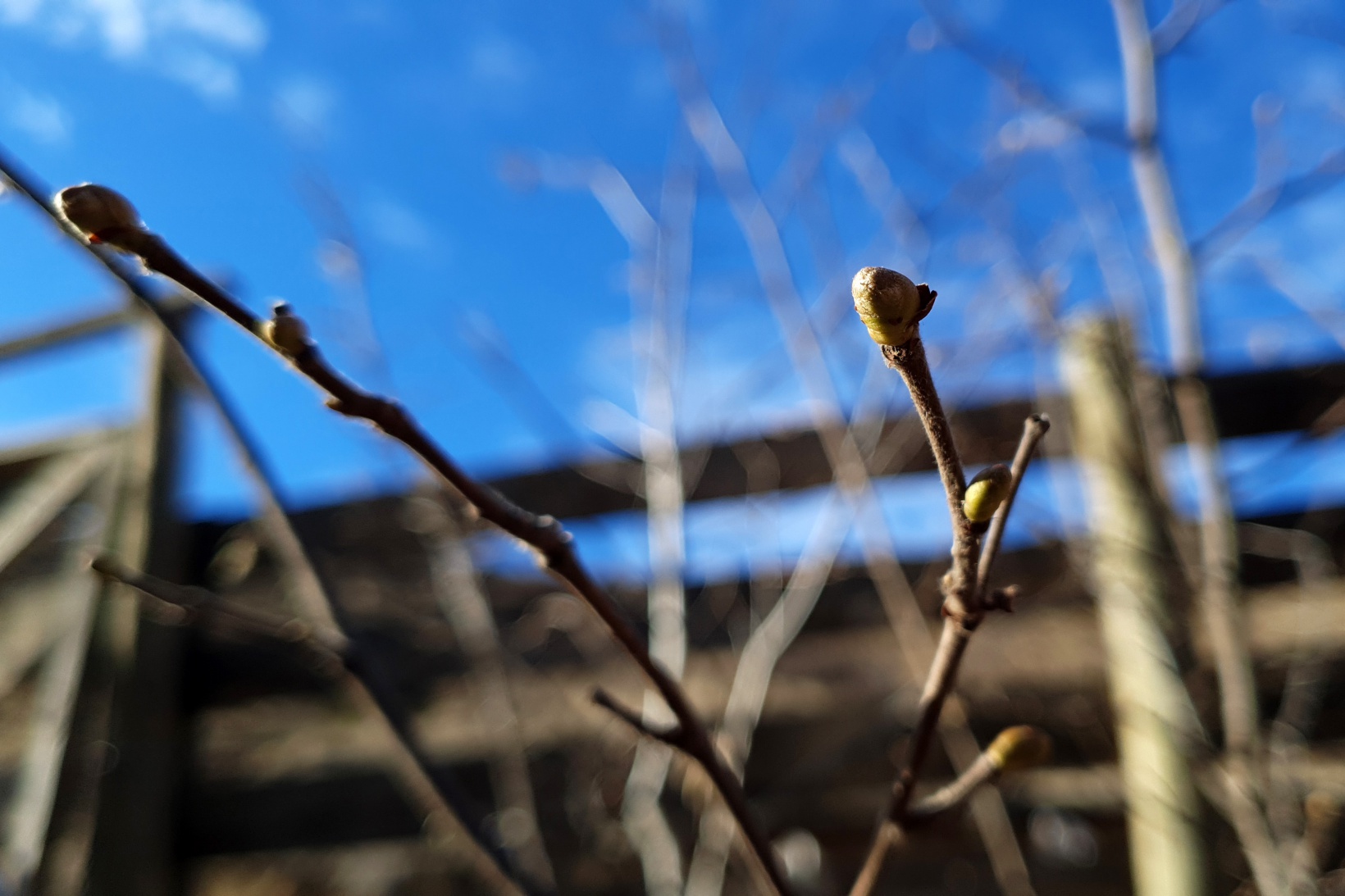 Gümüşhane’de kuraklık arıların dengesini değiştirdi 7
