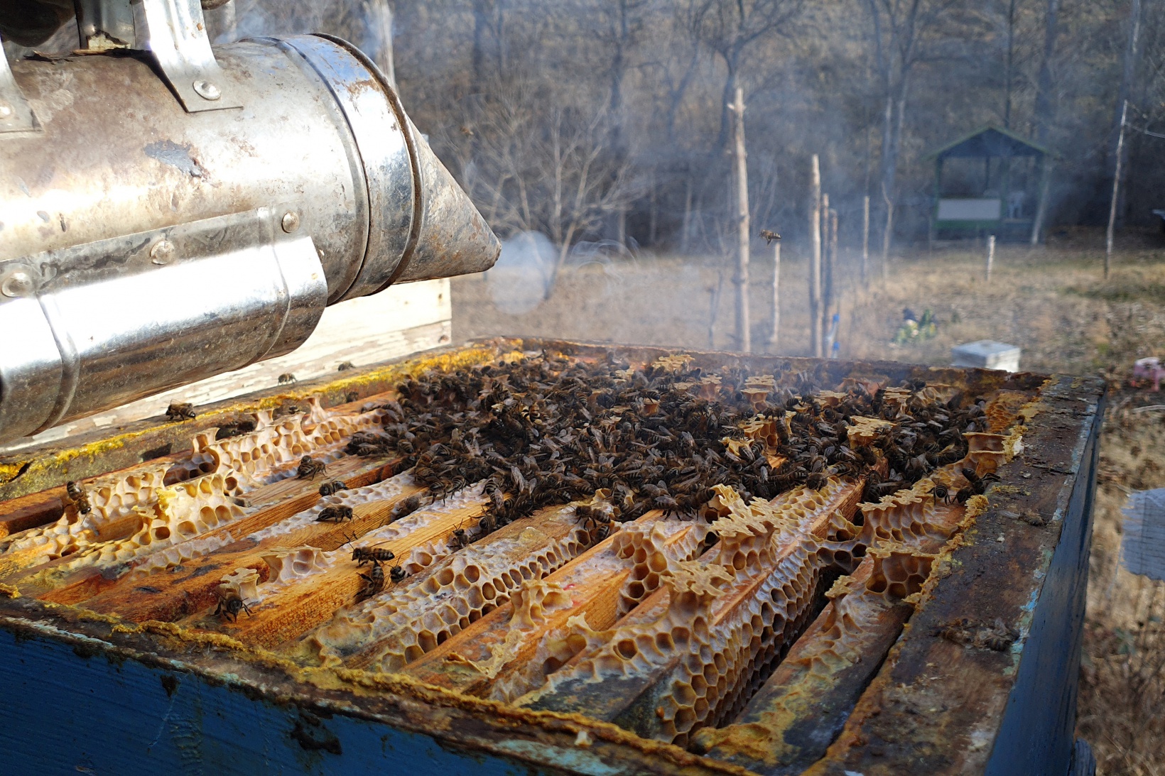 Gümüşhane’de kuraklık arıların dengesini değiştirdi 10