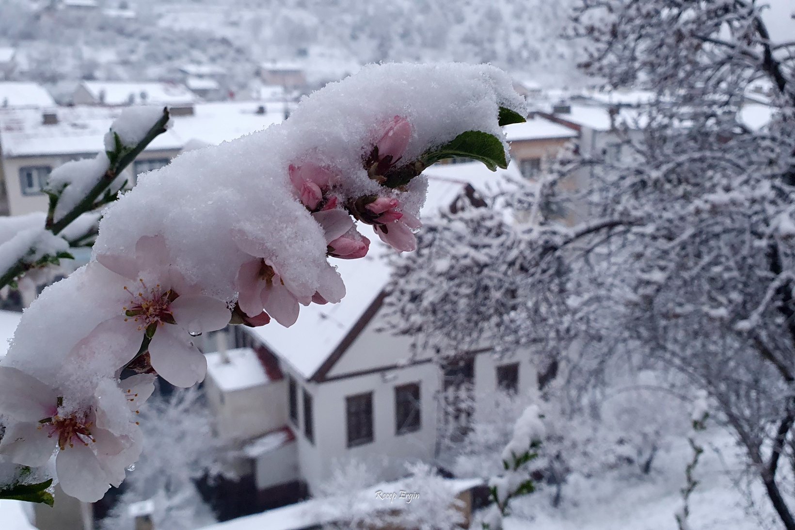 Gümüşhane'de kar yağışı etkili oluyor 1