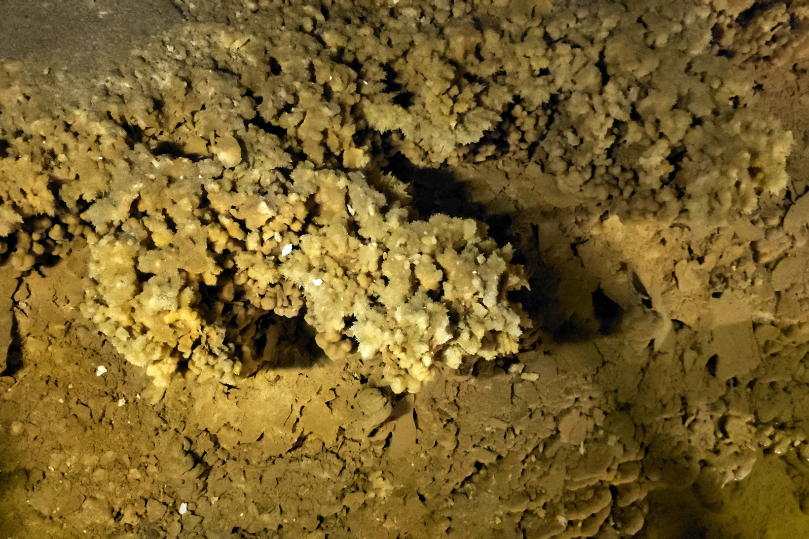 Afrika sıcaklarından kaçan soluğu Karaca Mağarasında alıyor 13