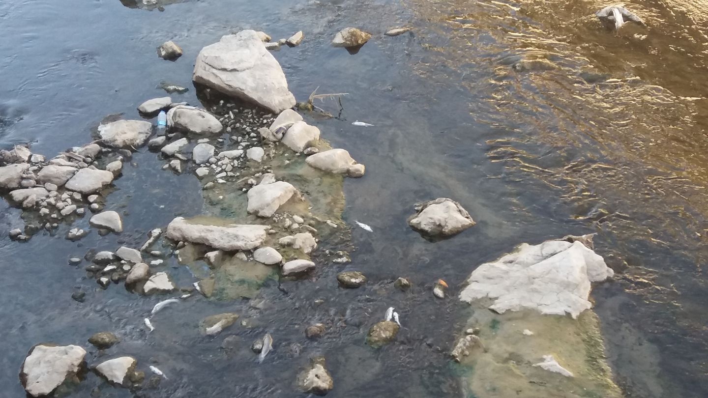 Harşit çayında balık ölümleri korkutuyor 11