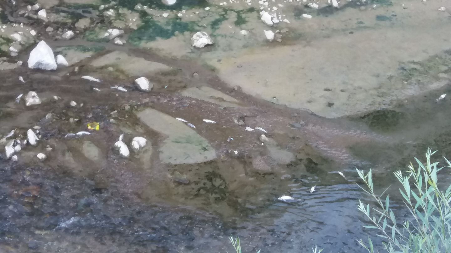 Harşit çayında balık ölümleri korkutuyor 10