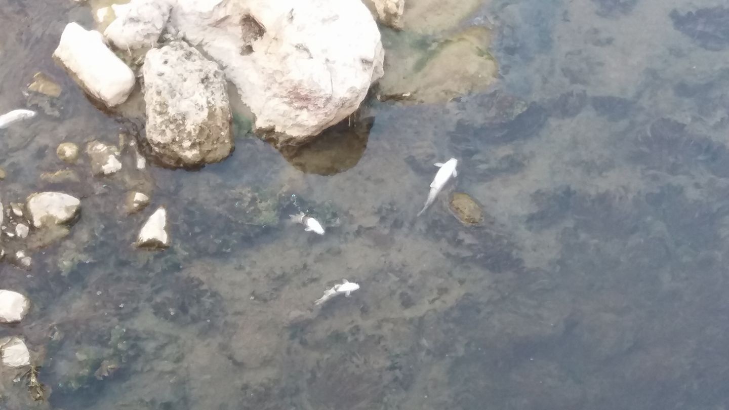 Harşit çayında balık ölümleri korkutuyor 9