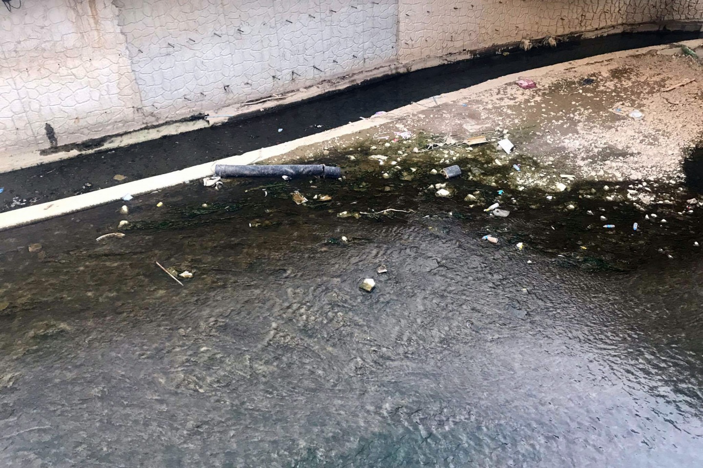 Harşit çayında balık ölümleri korkutuyor 2