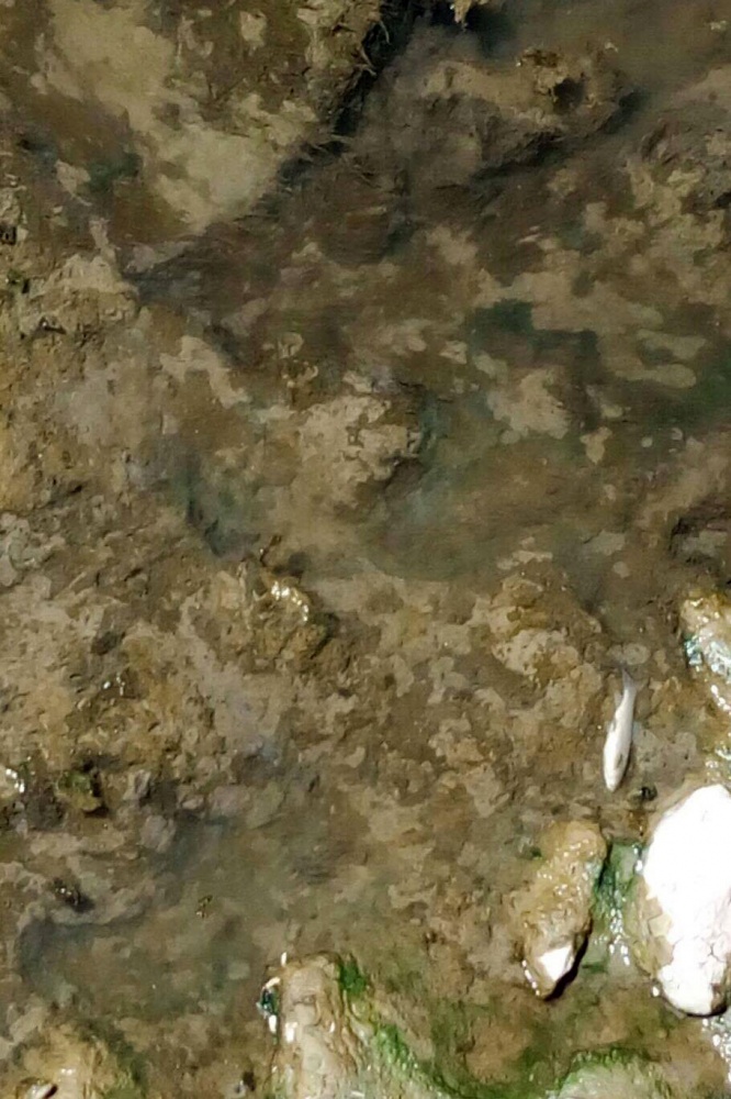 Harşit çayında balık ölümleri korkutuyor 5