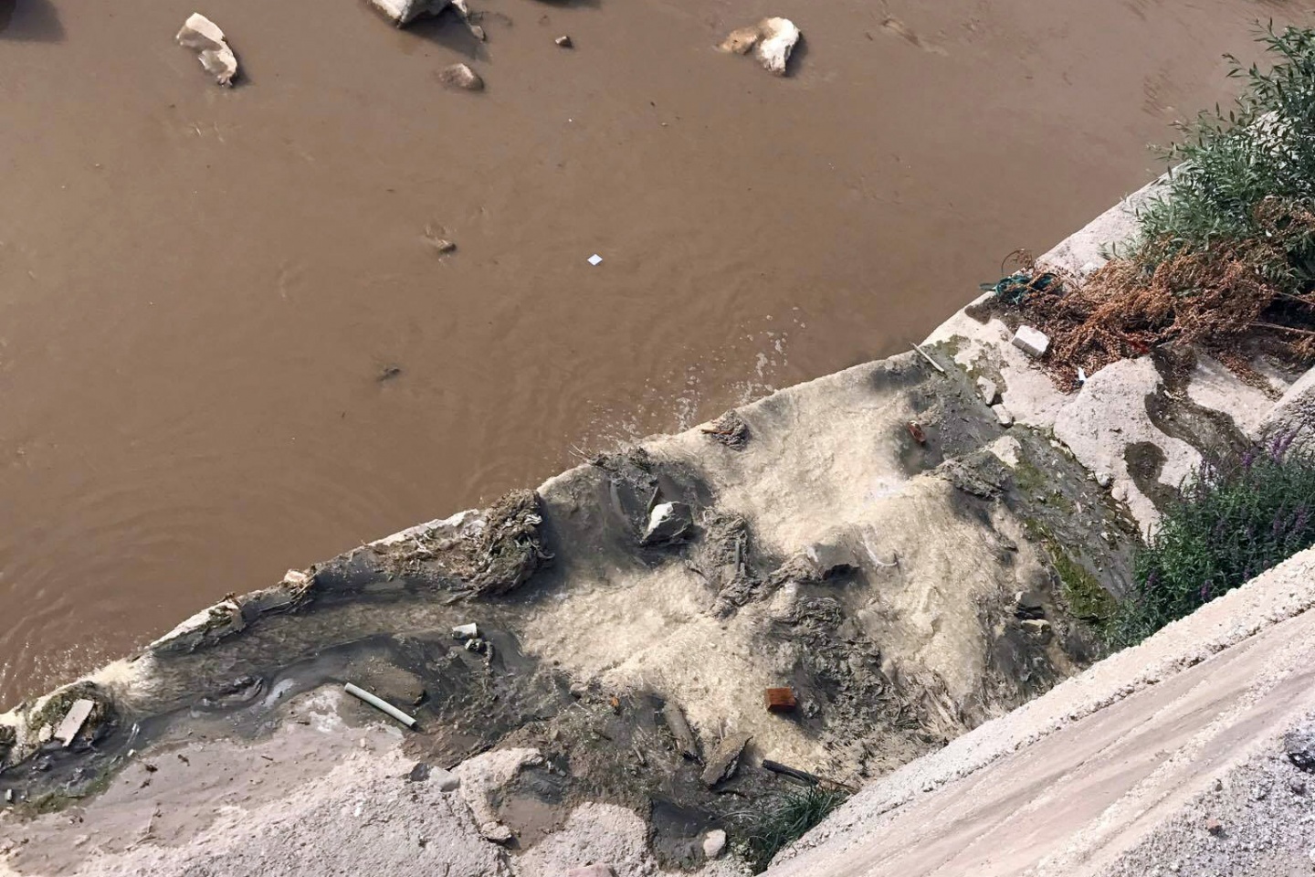 Harşit çayında balık ölümleri korkutuyor 7