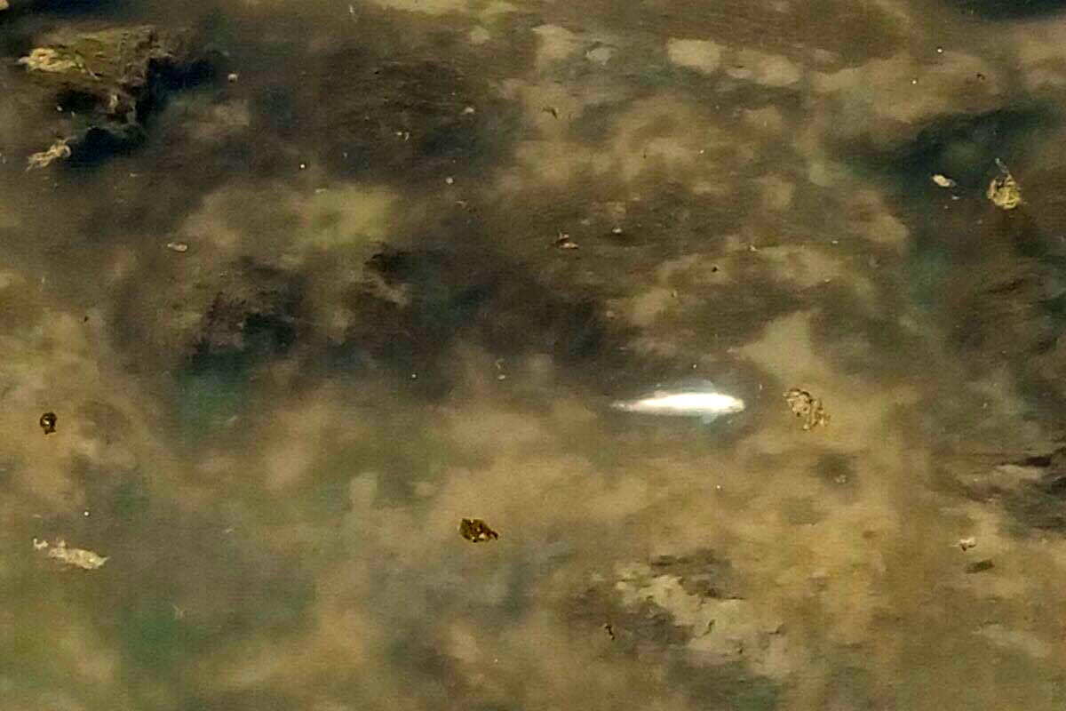 Harşit çayında balık ölümleri korkutuyor 6