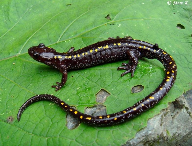 Gümüşhane’de ‘Kafkas Semenderi’ tür eylem planı çalıştayı yapıldı 1