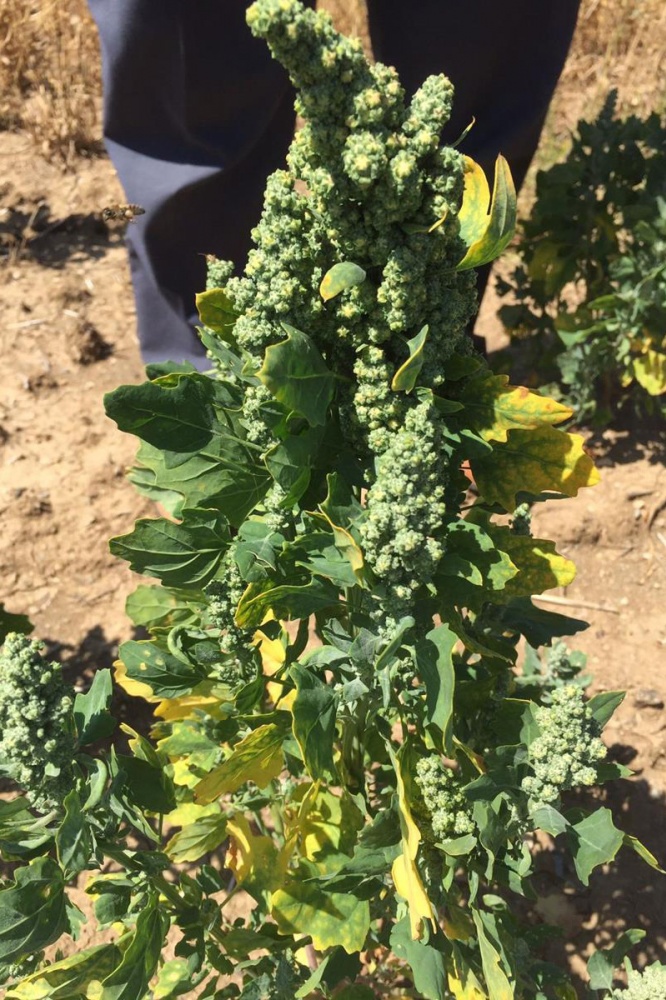 Gümüşhane’de Kinoa'nın ilk hasadı yapıldı 3