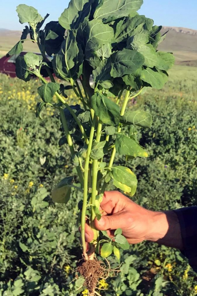 Gümüşhane’de Kinoa'nın ilk hasadı yapıldı 1