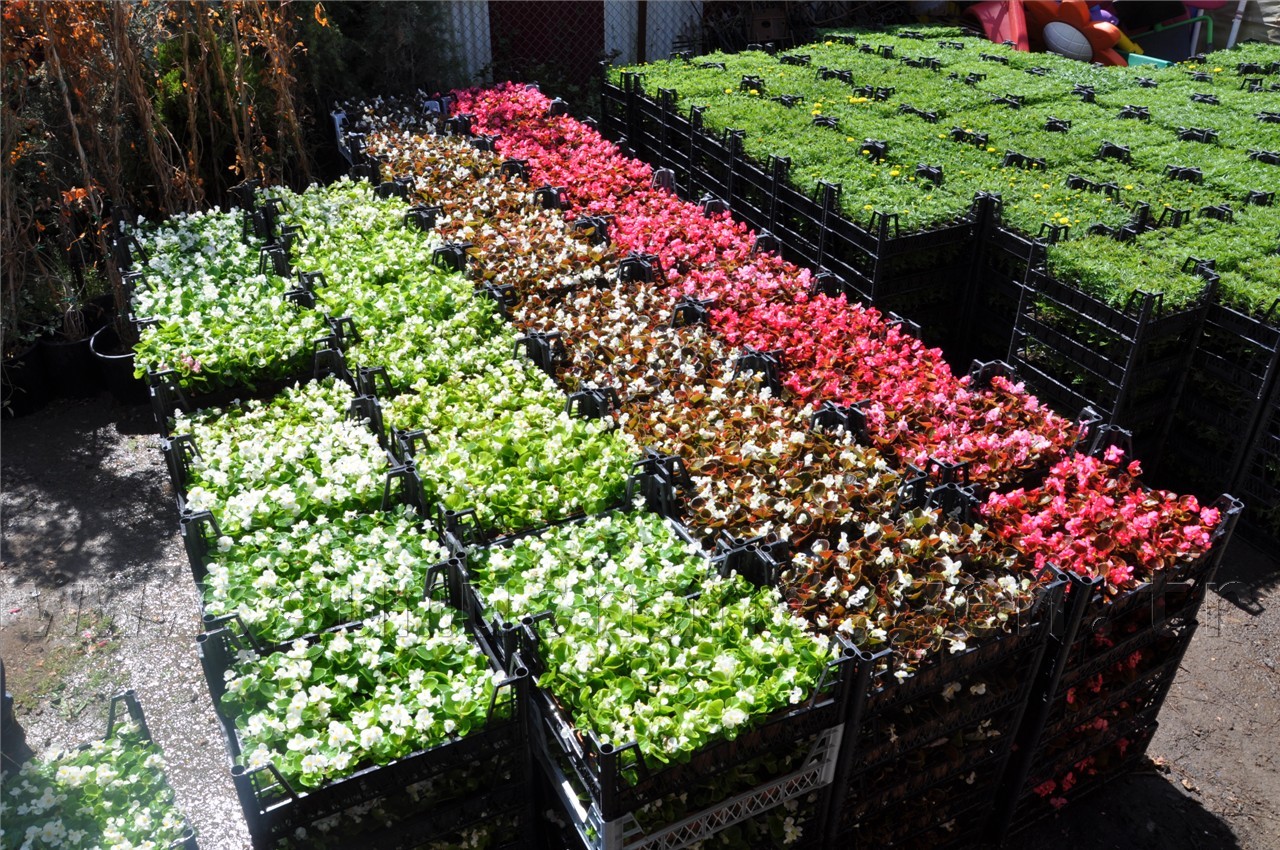 Gümüşhane Belediyesi çiçek dikim çalışmalarına başladı 3