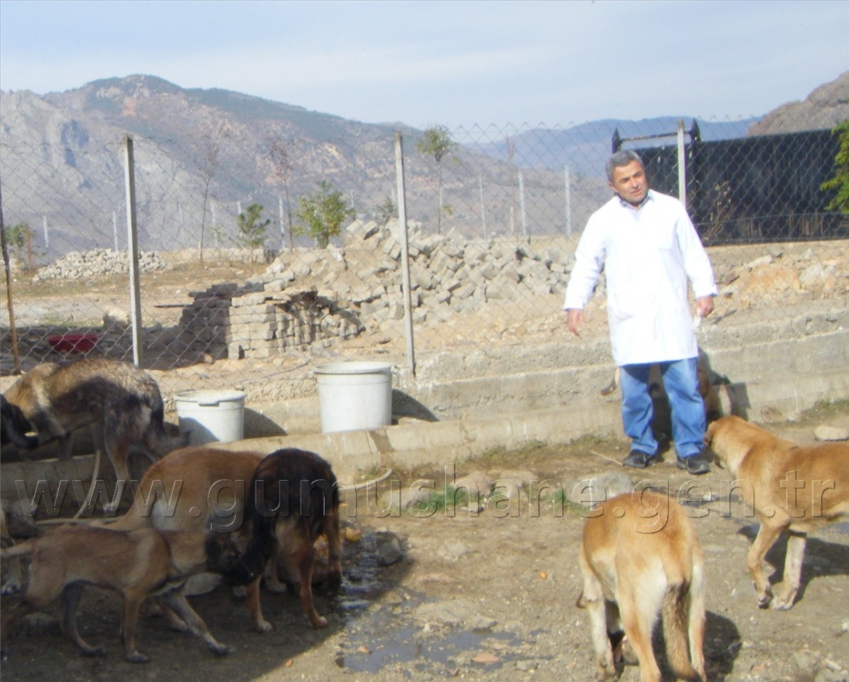 Sokak Köpekleri Yemek Artıklarıyla Besleniyor 2