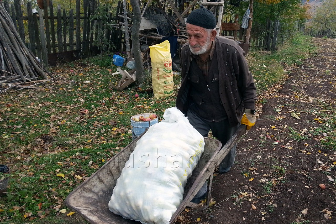 Gümüşhane'de Elma Hasadı Başladı 2