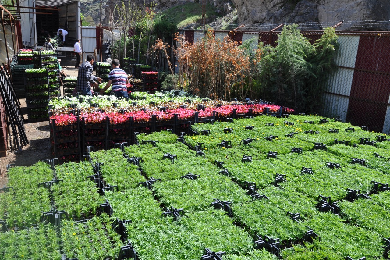 Gümüşhane Belediyesi çiçek dikim çalışmalarına başladı 5