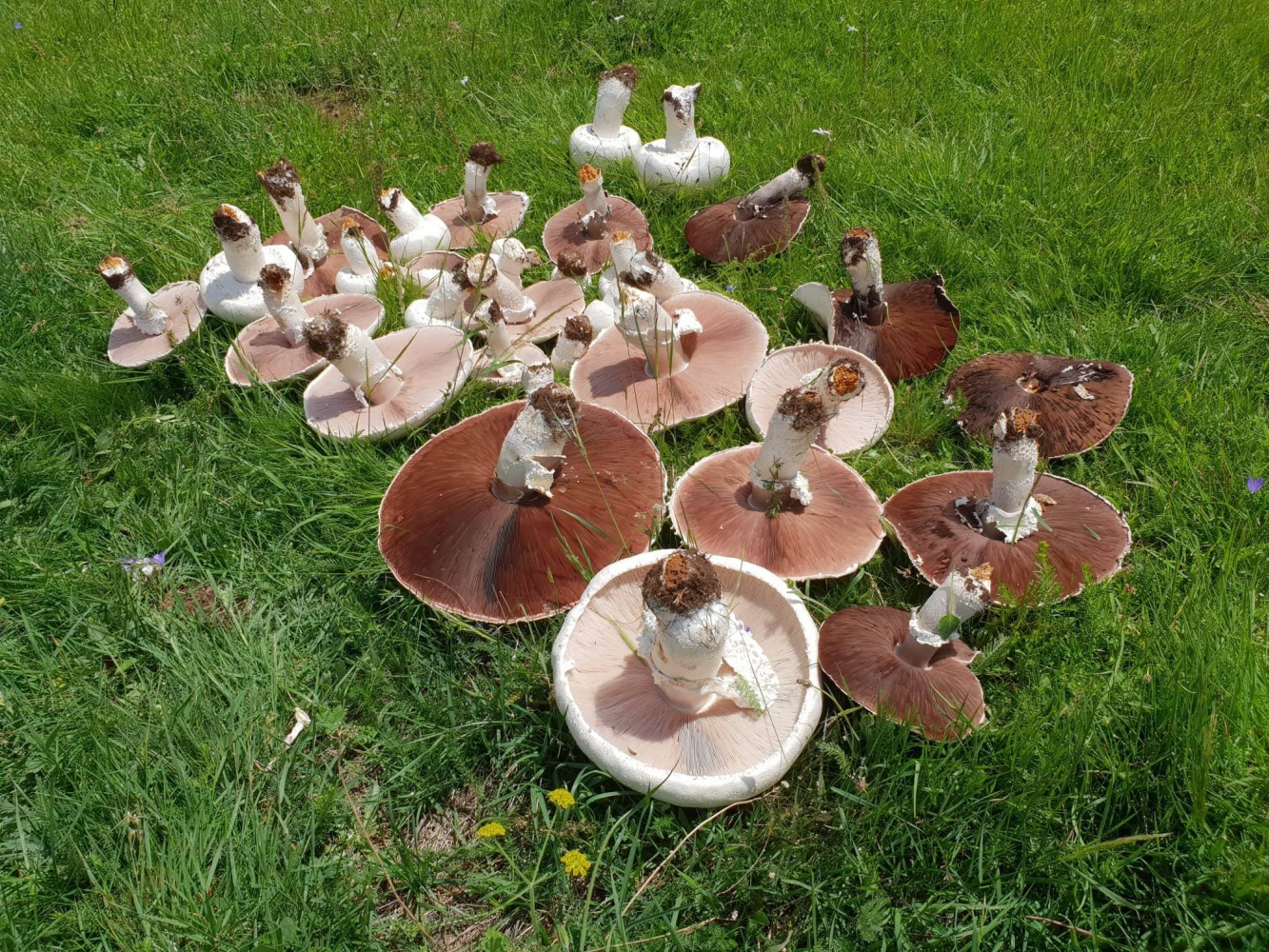 Gümüşhane’de görenleri şaşkına çeviren dev mantarlar bulundu 3