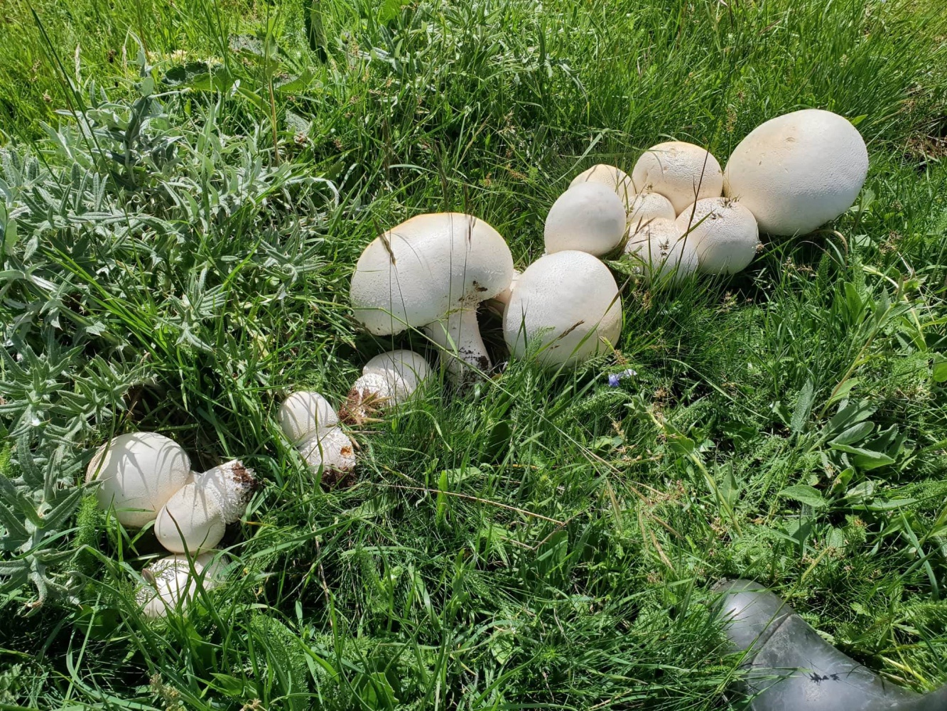 Gümüşhane’de görenleri şaşkına çeviren dev mantarlar bulundu 1
