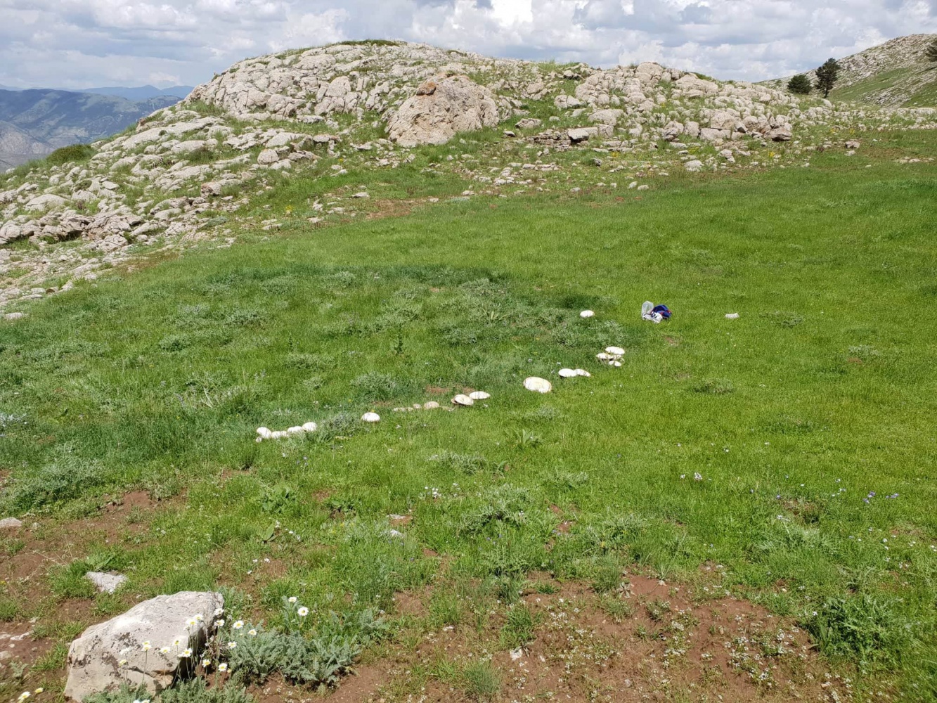 Gümüşhane’de görenleri şaşkına çeviren dev mantarlar bulundu 4
