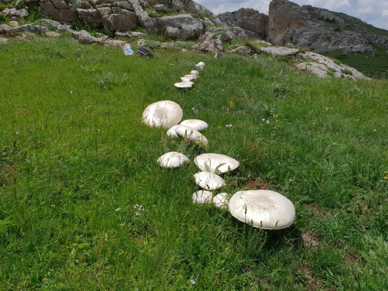 Gümüşhane’de görenleri şaşkına çeviren dev mantarlar bulundu 5