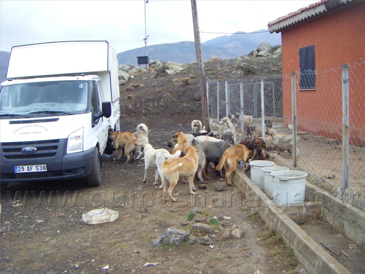 Sokak Köpekleri Yemek Artıklarıyla Besleniyor 3