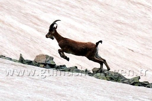 Torul HES’e karşı 8