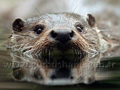 Torul HES’e karşı 9