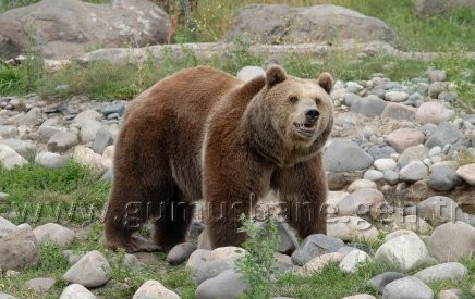 Torul HES’e karşı 10