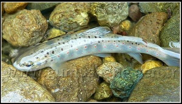 Torul HES’e karşı 11