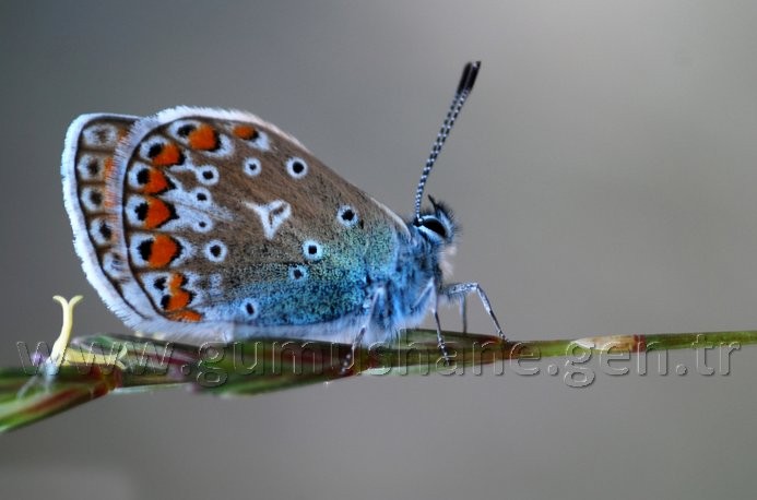 Torul HES’e karşı 12