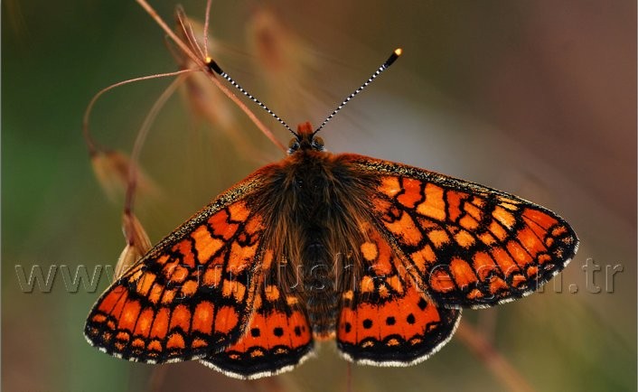 Torul HES’e karşı 13