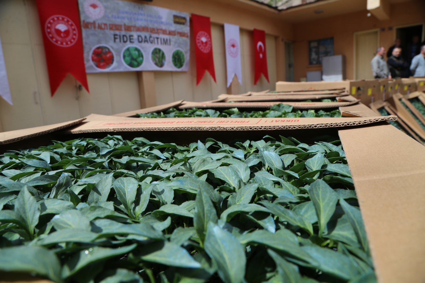 Gümüşhane’de üreticilere 150 bin sebze fidesi dağıtıldı 6